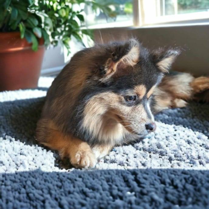 Pomsky
