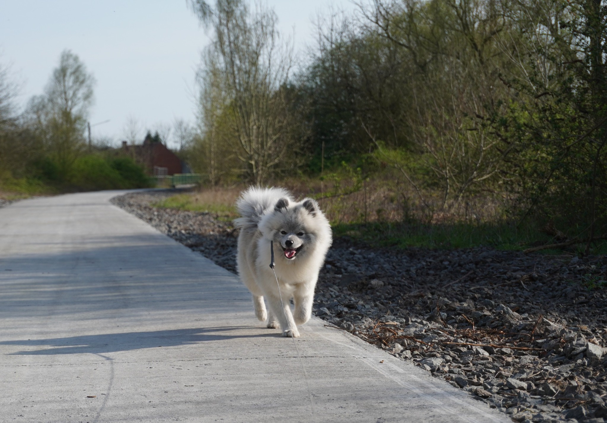 Pomsky 2