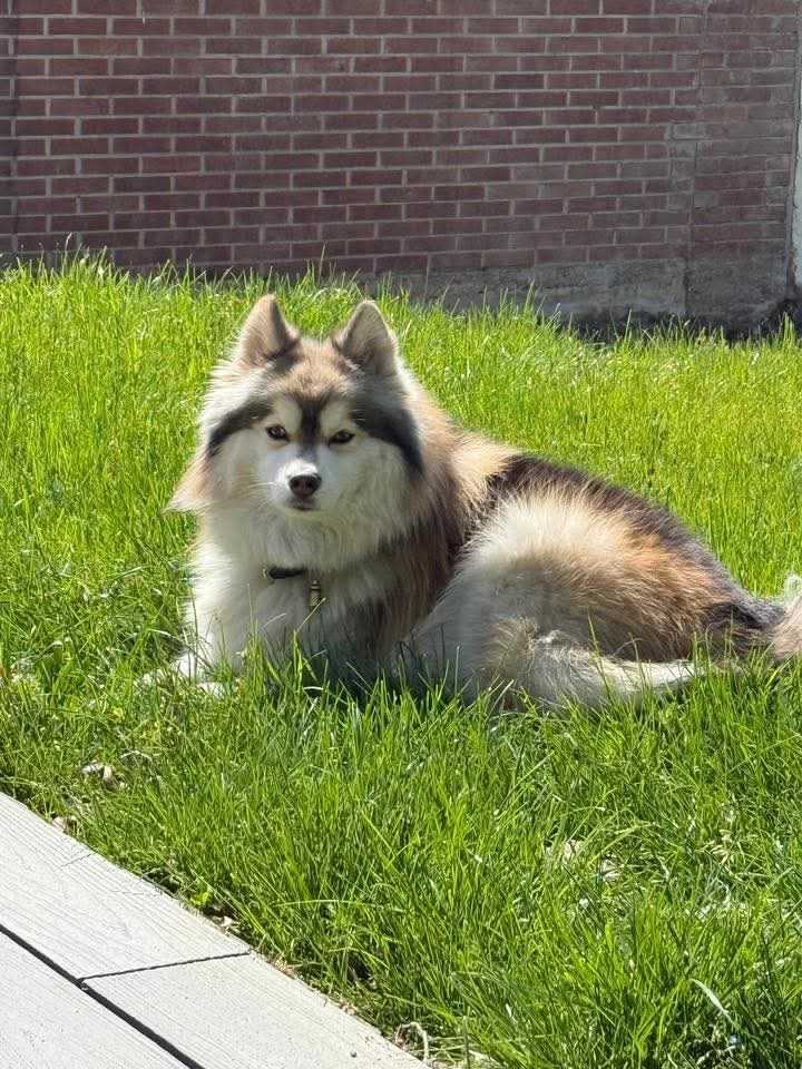 Pomsky