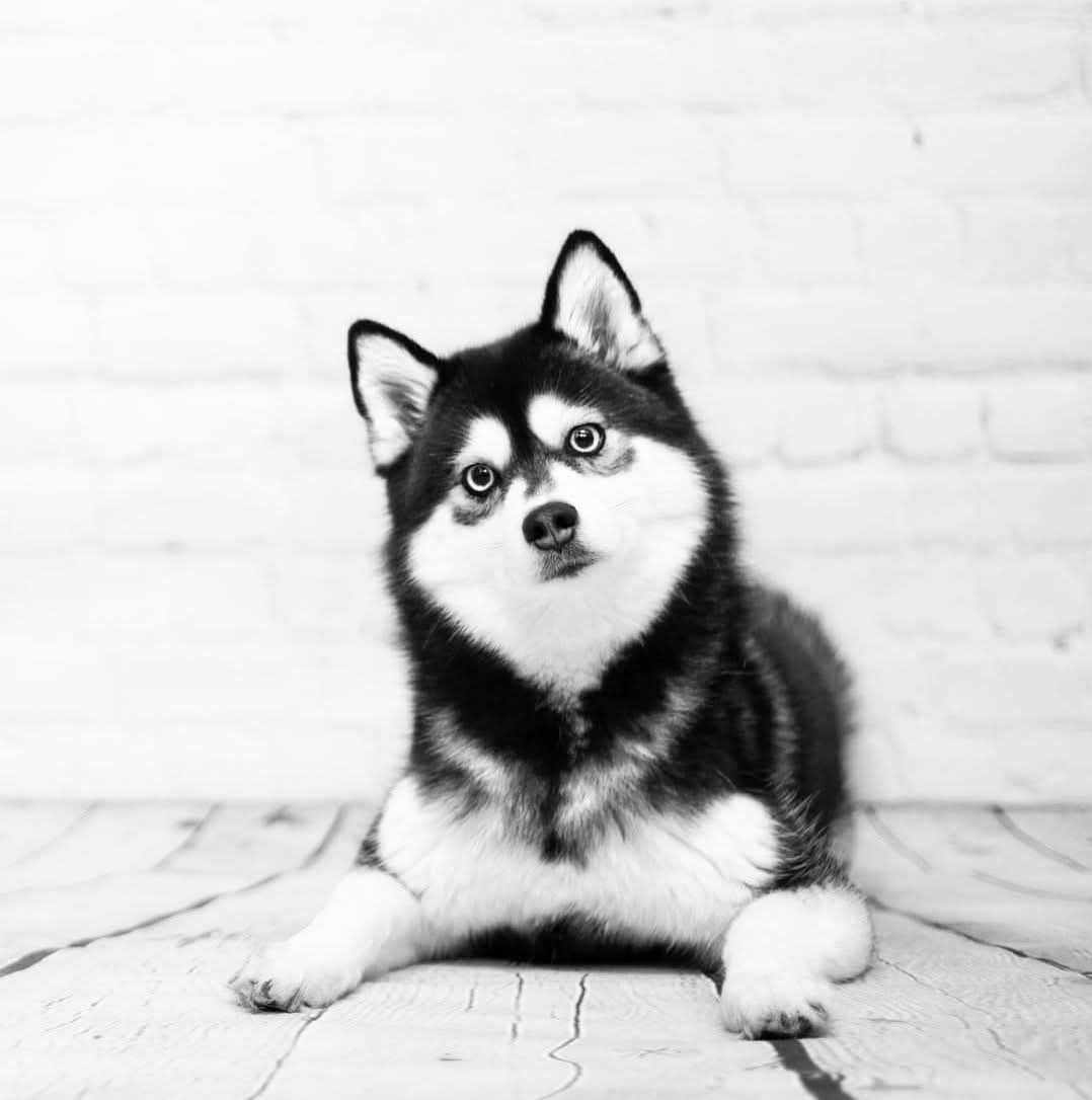 Pomsky - Mila