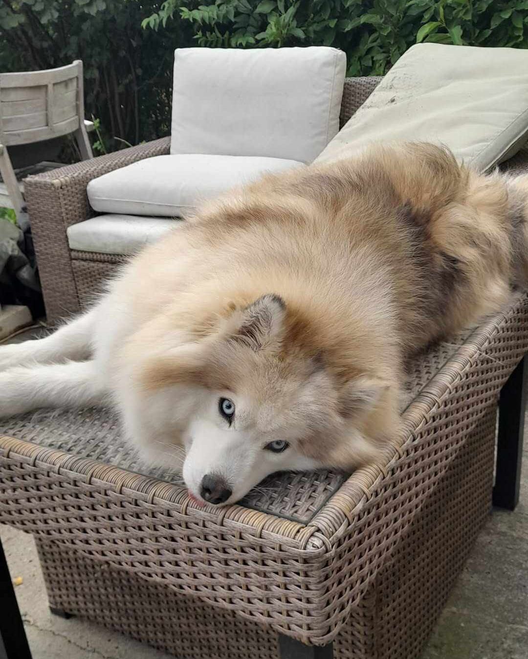 Pomsky - Sanji