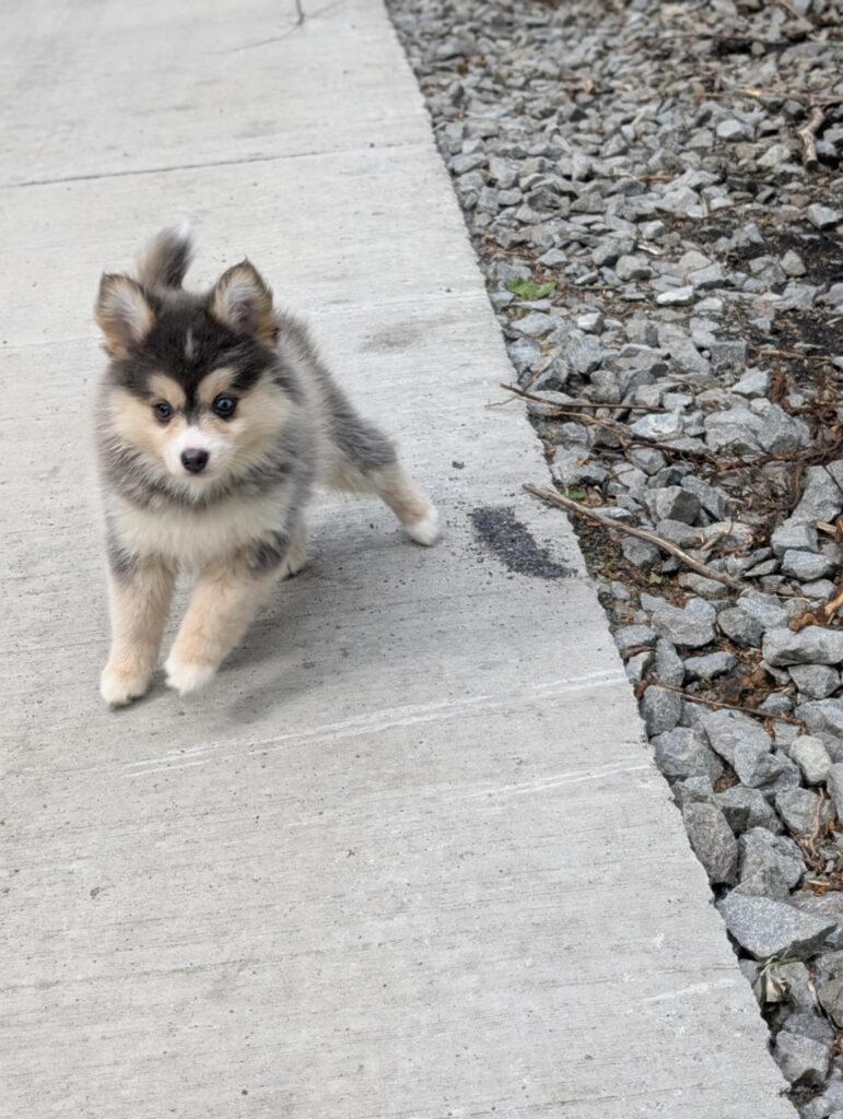 Chiot pomsky femelle