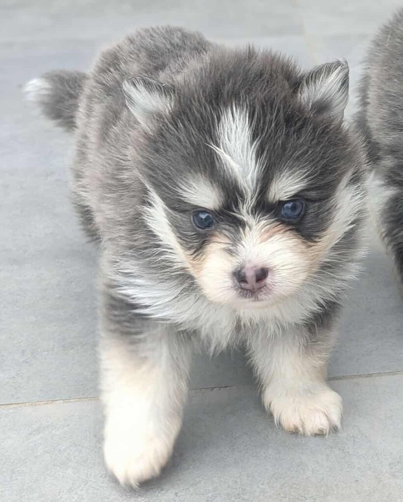 Pomsky - Adele