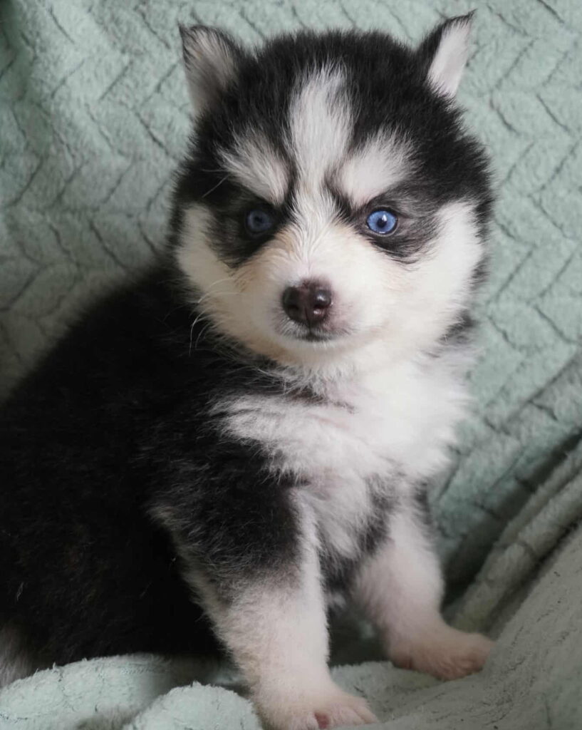 Pomsky - Aïka