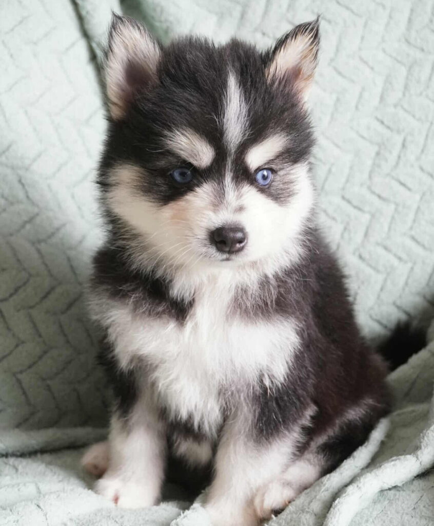Pomsky - Amigo