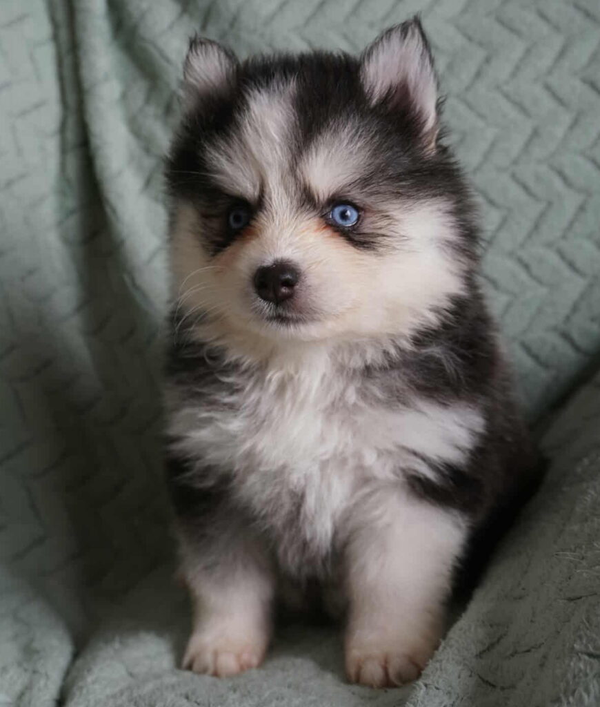 Pomsky - Awäé
